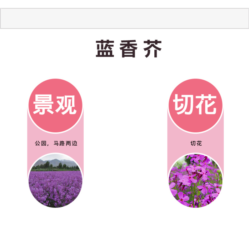 蓝香芥种子