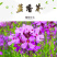 蓝香芥种子