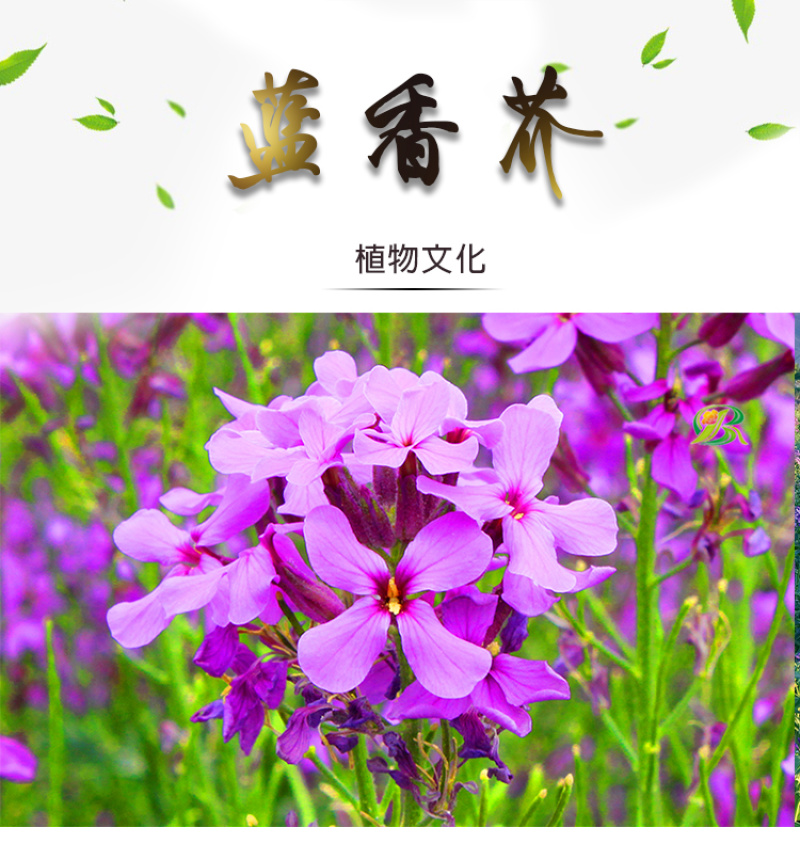 蓝香芥种子