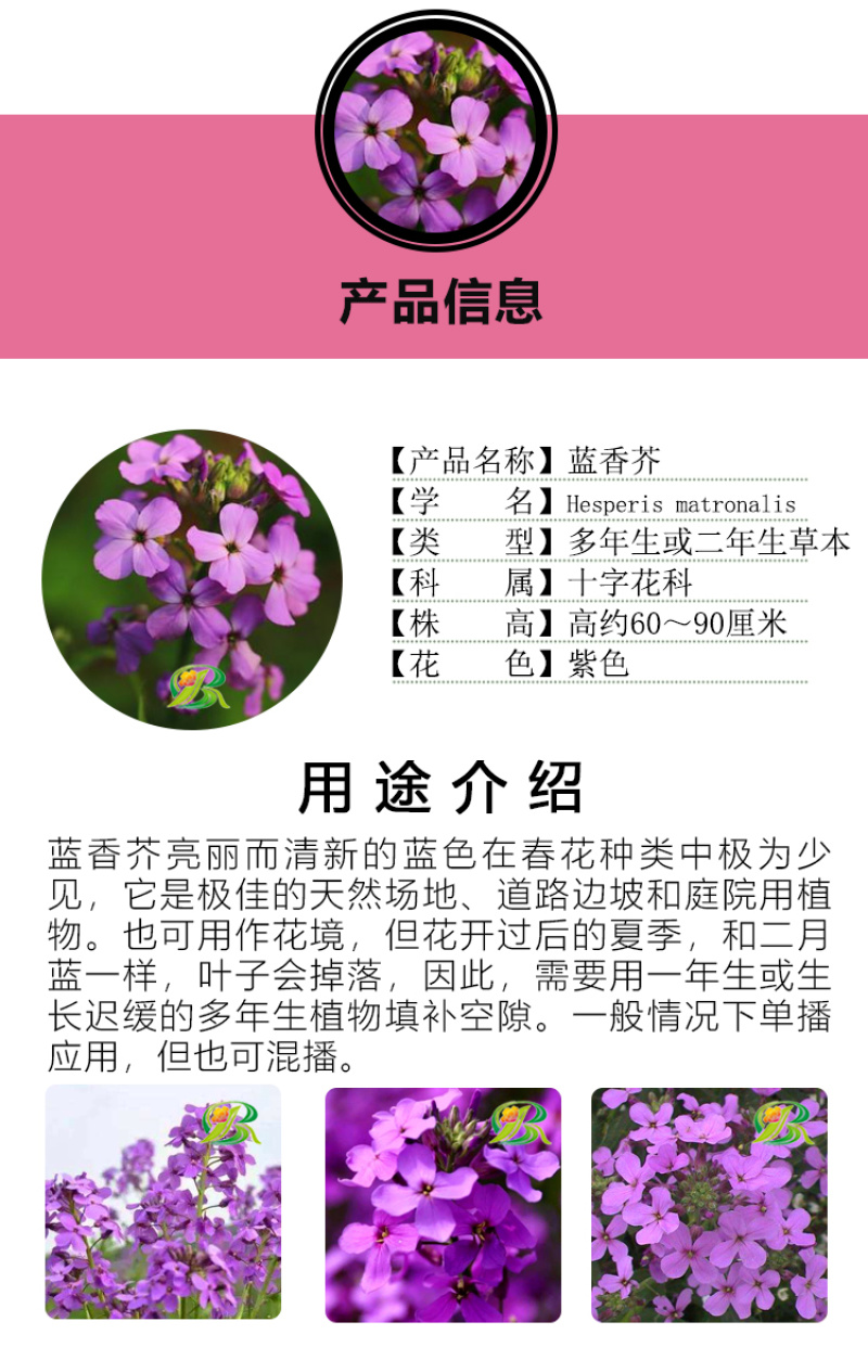 蓝香芥种子
