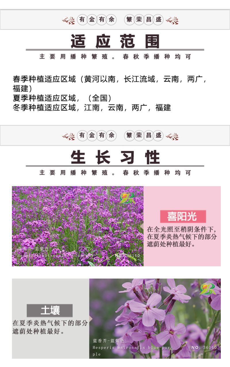 蓝香芥种子