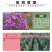 蓝香芥种子