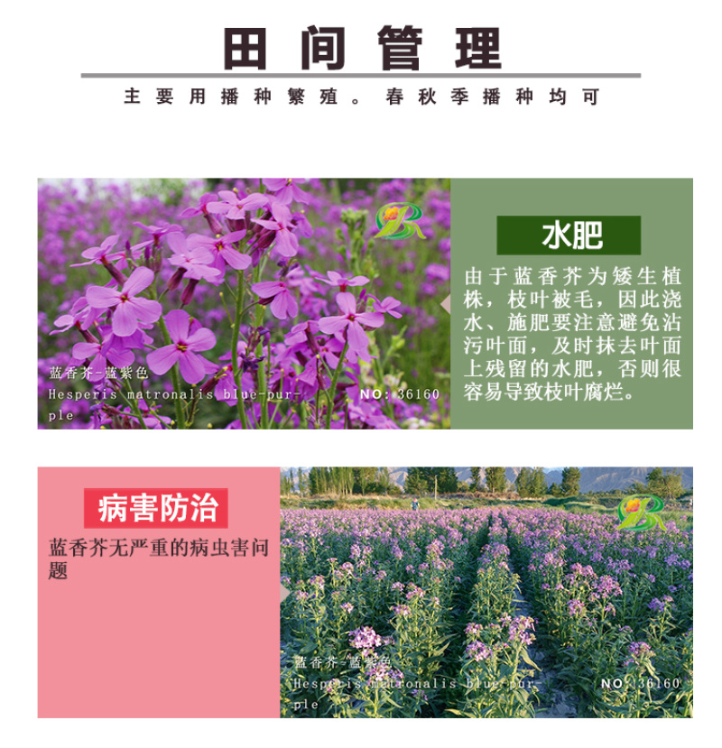 蓝香芥种子