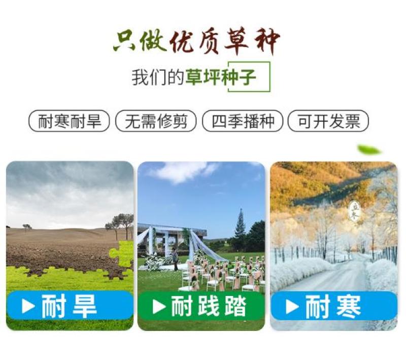 草坪种子批发护坡草坪停车场草坪边坡草坪