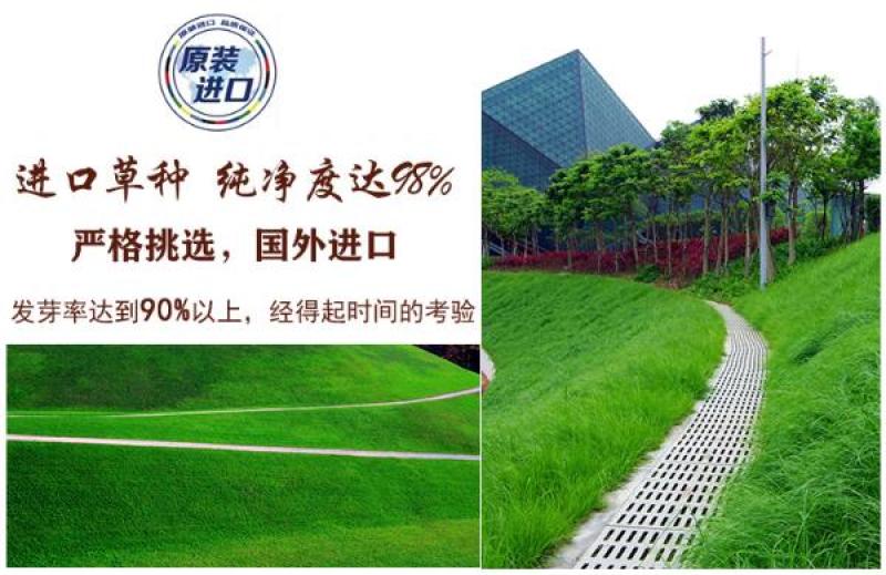 草坪种子批发护坡草坪停车场草坪边坡草坪
