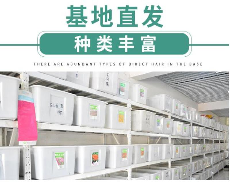 草坪种子批发护坡草坪停车场草坪边坡草坪