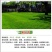 草坪种子批发护坡草坪停车场草坪边坡草坪