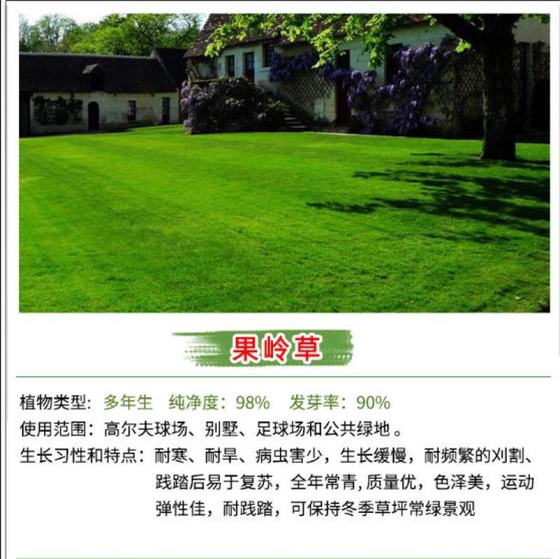 草坪种子批发护坡草坪停车场草坪边坡草坪