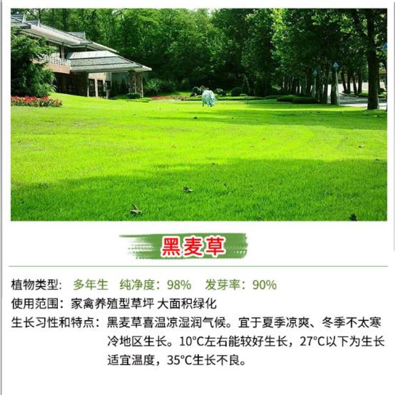 草坪种子批发护坡草坪停车场草坪边坡草坪