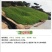 草坪种子批发护坡草坪停车场草坪边坡草坪