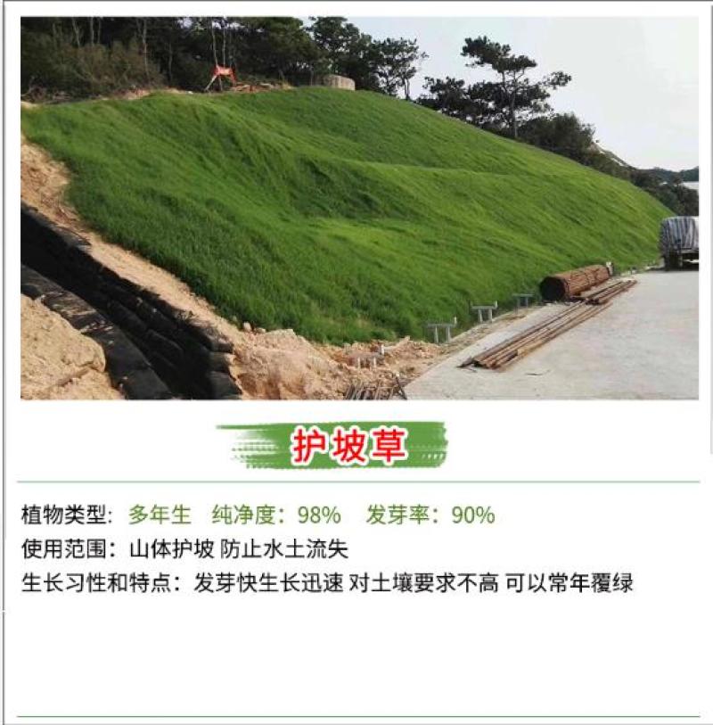 草坪种子批发护坡草坪停车场草坪边坡草坪