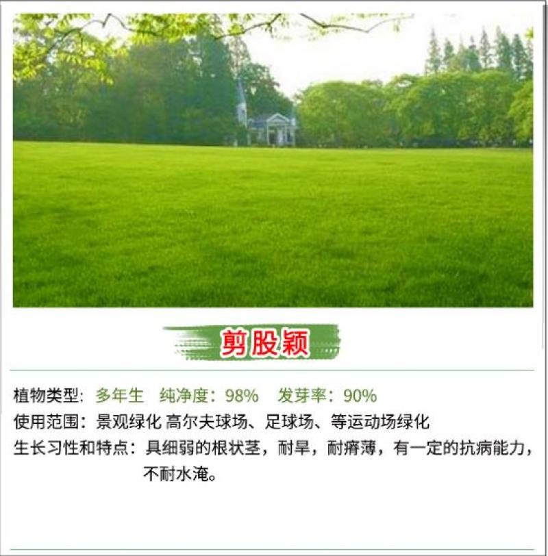 草坪种子批发护坡草坪停车场草坪边坡草坪