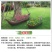 草坪种子批发护坡草坪停车场草坪边坡草坪