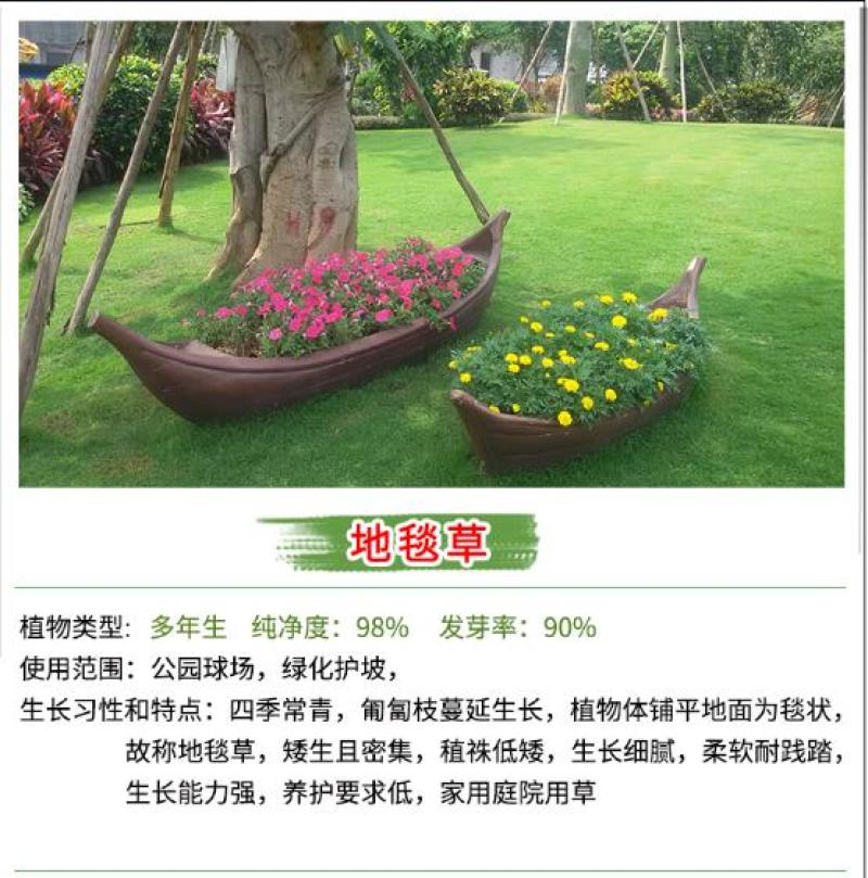 草坪种子批发护坡草坪停车场草坪边坡草坪