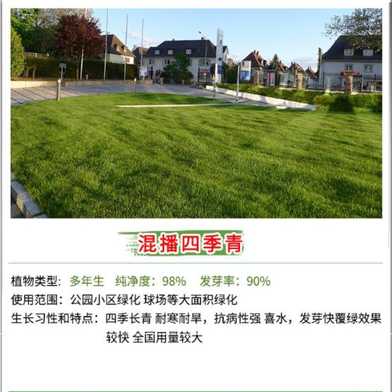 草坪种子批发护坡草坪停车场草坪边坡草坪