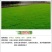 草坪种子批发护坡草坪停车场草坪边坡草坪