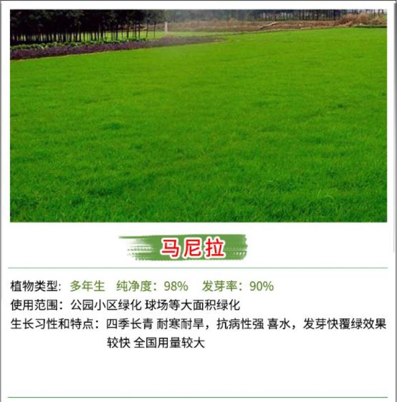 草坪种子批发护坡草坪停车场草坪边坡草坪