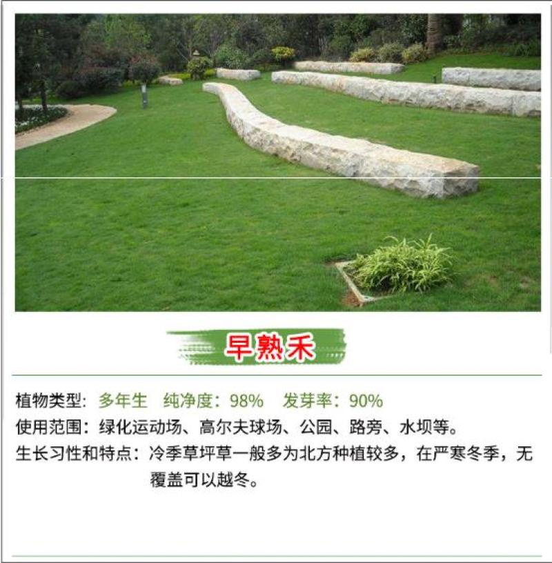 草坪种子批发护坡草坪停车场草坪边坡草坪