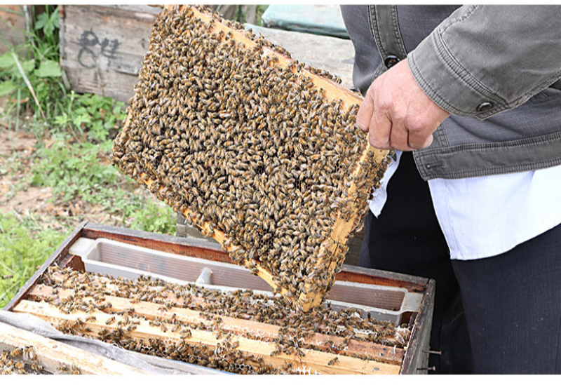 一件代发深山百花蜜土蜂蜜农家自产自销自然成熟封盖