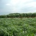 狼尾草有牧用和观赏的，供草期长，养牛羊鱼等都可以