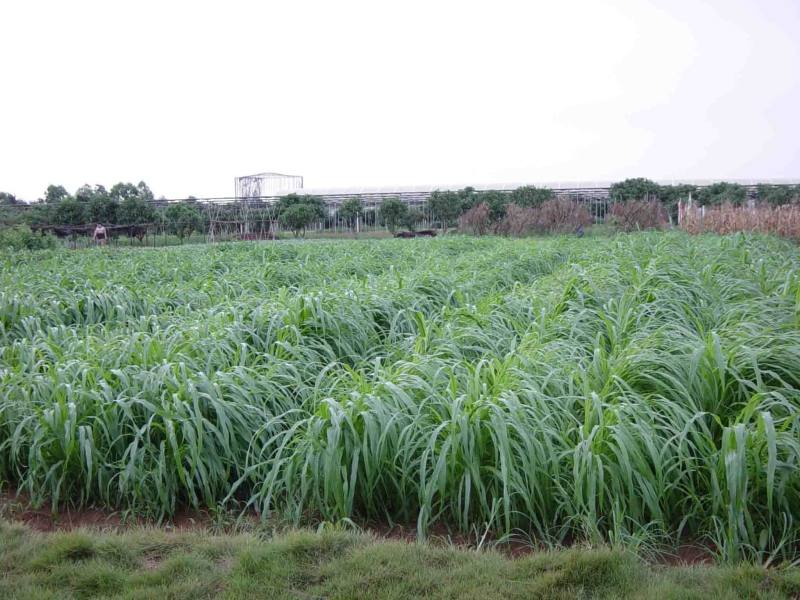 狼尾草有牧用和观赏的，供草期长，养牛羊鱼等都可以