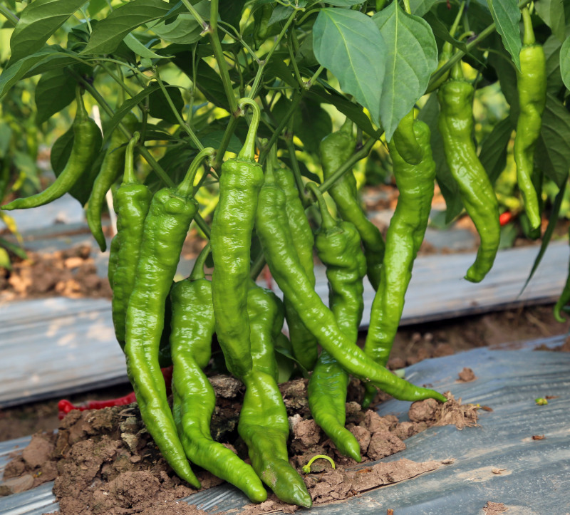 四川辣椒种子川椒种业|辣椒种子|皱牛角1号