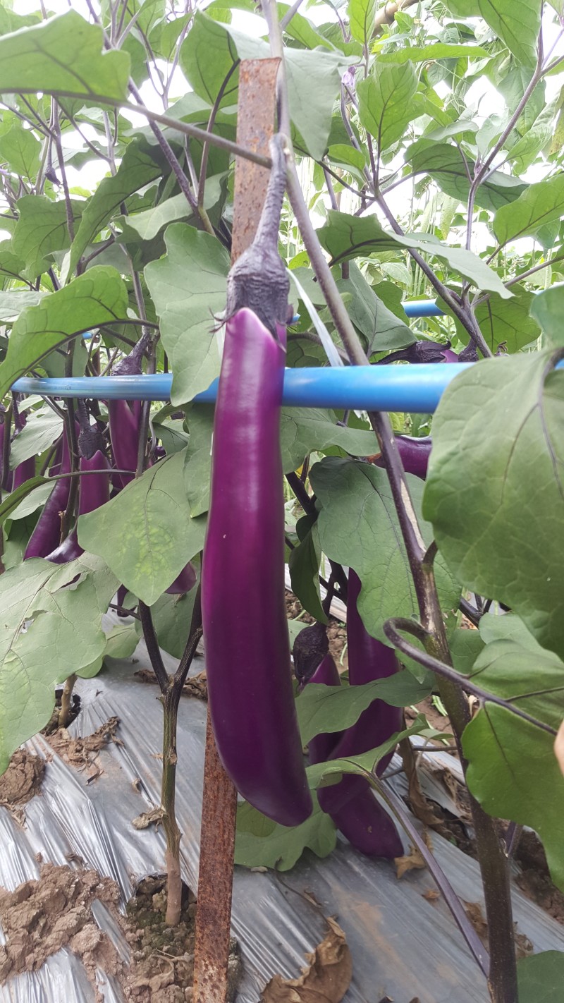 茄子种子，长红茄8号，西南片区大面积种植，高产优质