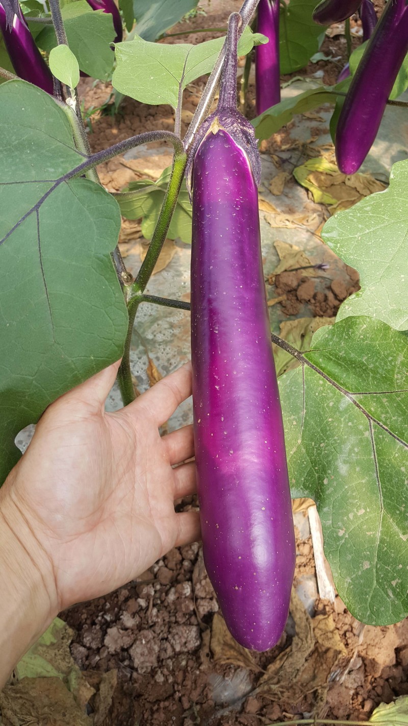 茄子种子，长红茄8号，西南片区大面积种植，高产优质