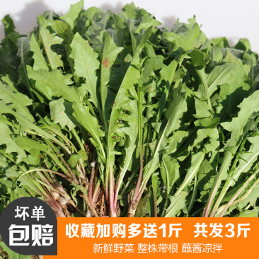 新鲜野生蒲公英整颗带根婆婆丁黄黄苗保鲜发货