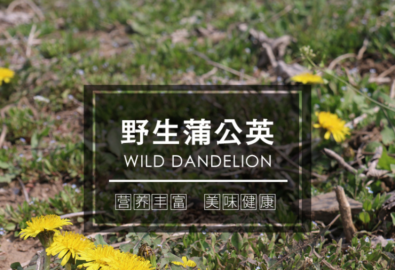 新鲜野生蒲公英整颗带根婆婆丁黄黄苗保鲜发货
