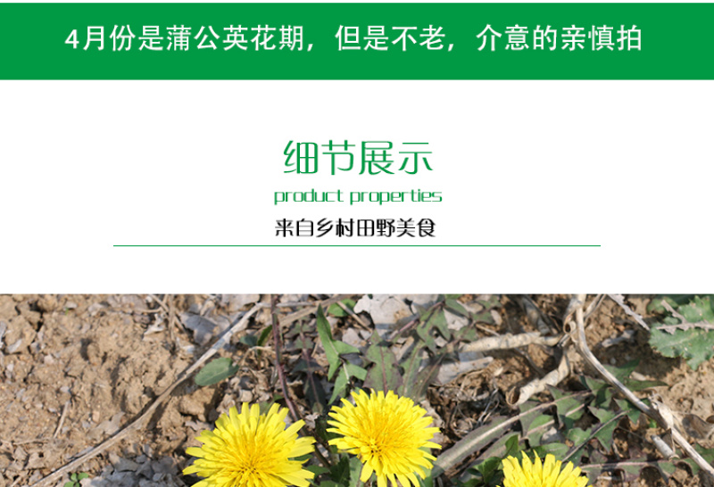 新鲜野生蒲公英整颗带根婆婆丁黄黄苗保鲜发货