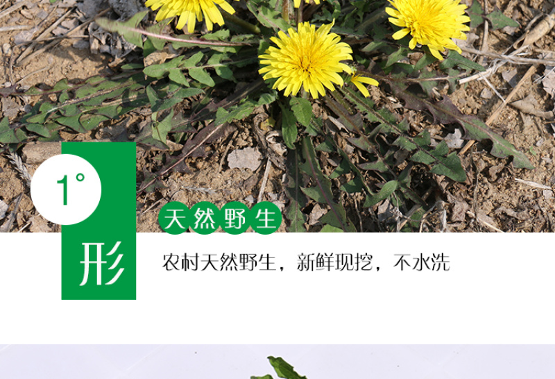 新鲜野生蒲公英整颗带根婆婆丁黄黄苗保鲜发货