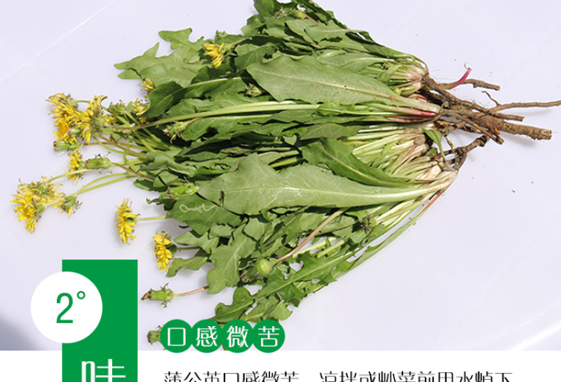 新鲜野生蒲公英整颗带根婆婆丁黄黄苗保鲜发货