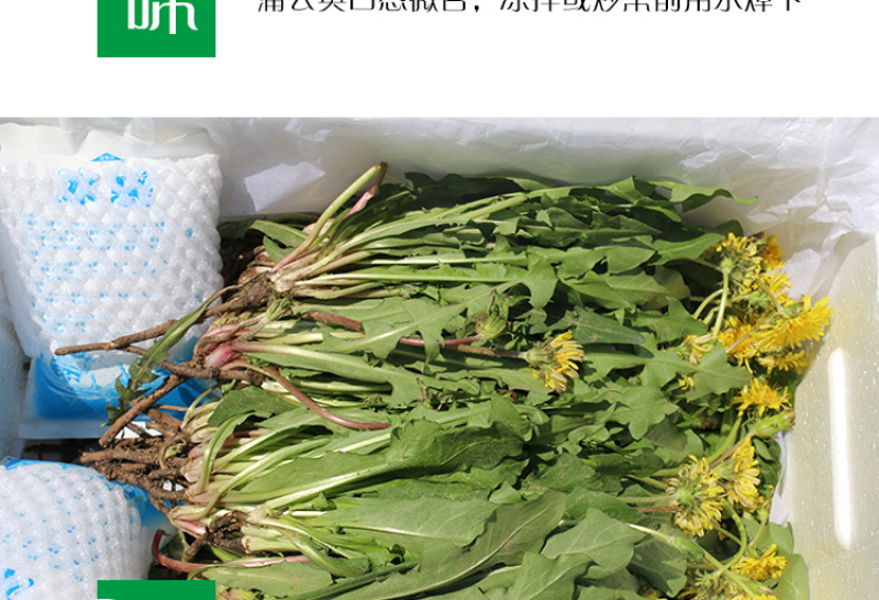 新鲜野生蒲公英整颗带根婆婆丁黄黄苗保鲜发货