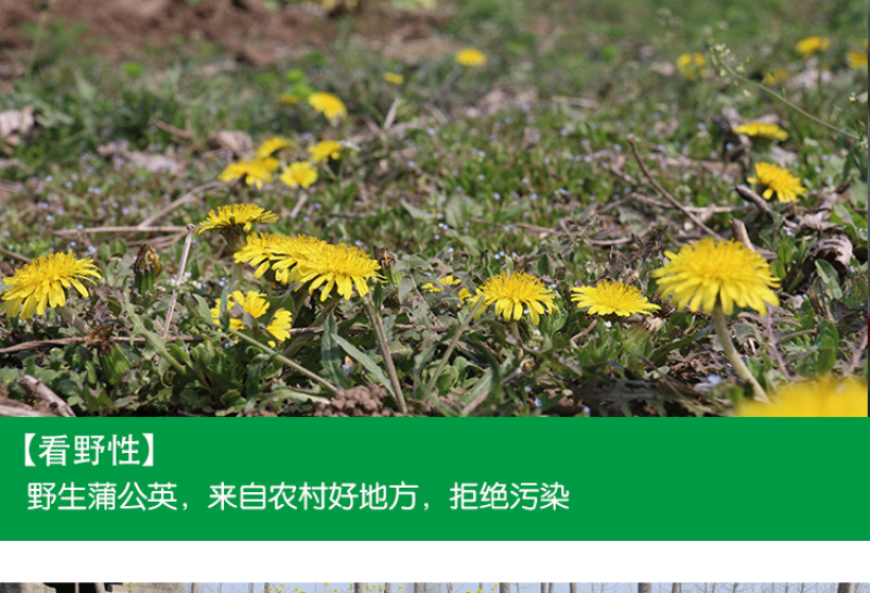 新鲜野生蒲公英整颗带根婆婆丁黄黄苗保鲜发货
