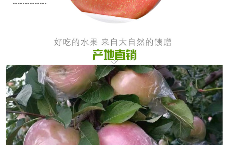 山西红富士苹果10斤装包邮新鲜现摘脆甜可口冰糖心红