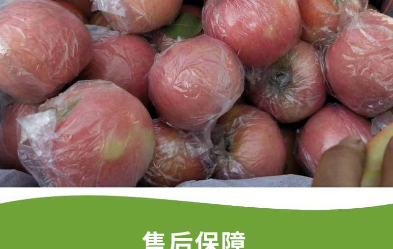 山西红富士苹果10斤装包邮新鲜现摘脆甜可口冰糖心红