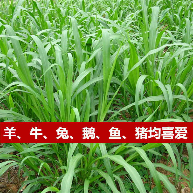 牧草种子杂交狼尾草种子高产耐热供草期长多次收割适口性好