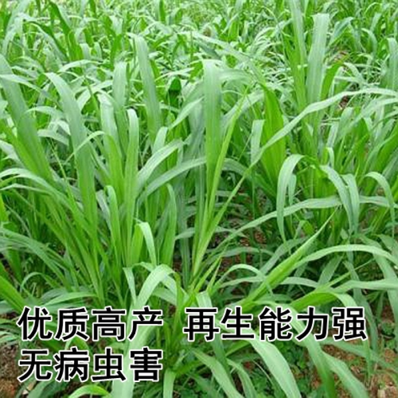 牧草种子杂交狼尾草种子高产耐热供草期长多次收割适口性好