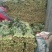 （山东菠菜）专业供应三排两排泡沫箱，打捆菠菜全国代发