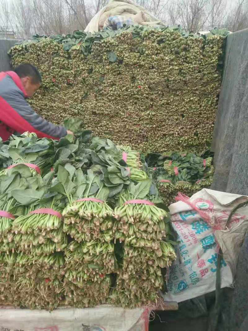 （山东菠菜）专业供应三排两排泡沫箱，打捆菠菜全国代发