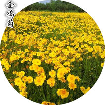优质宿根花卉种子金鸡菊种子超长花期一次种植多年