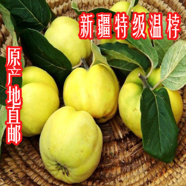 2019年新鲜榲桲3斤新疆特色温桲水果之皇万寿瓜榅桲