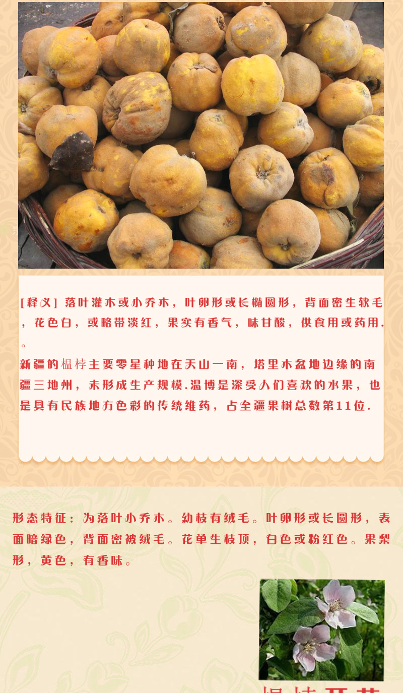 2019年新鲜榲桲3斤新疆特色温桲水果之皇万寿瓜榅桲