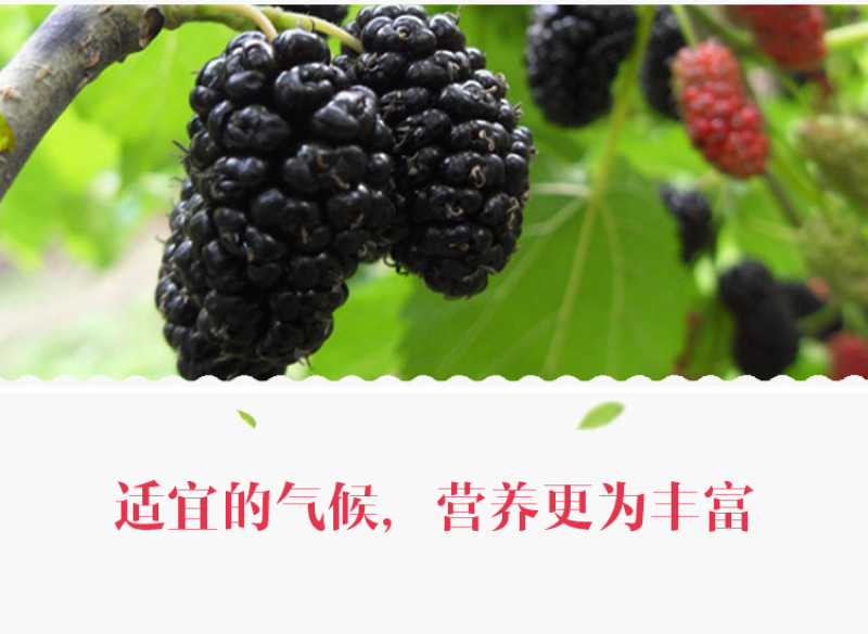 新疆吐鲁番特等黑桑葚干原味水果干果脯养生休闲零食