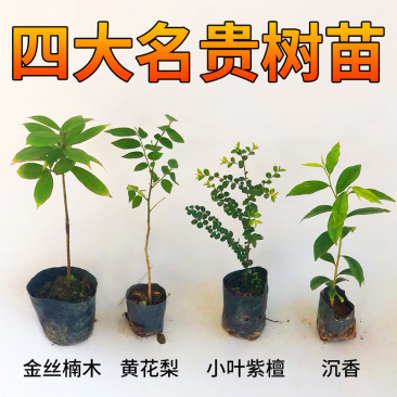 名贵苗木金丝楠木树苗正宗海南沉香苗黄花梨小叶紫檀沉香苗
