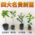 名贵苗木金丝楠木树苗正宗海南沉香苗黄花梨小叶紫檀沉香苗