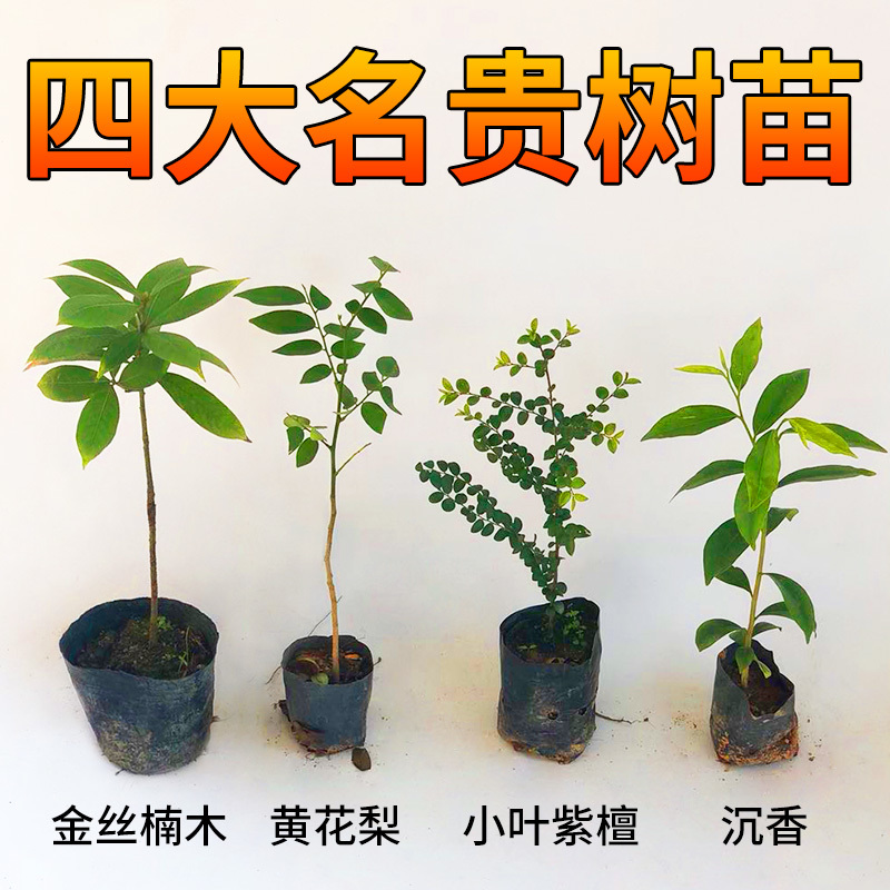 名贵苗木金丝楠木树苗正宗海南沉香苗黄花梨小叶紫檀沉香苗