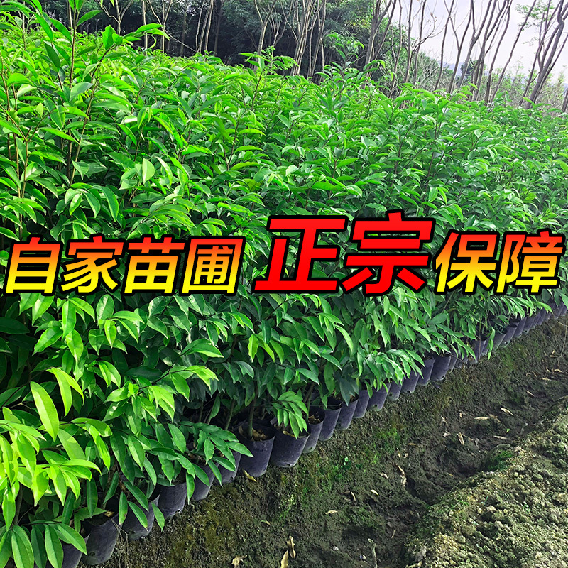 名贵苗木金丝楠木树苗正宗海南沉香苗黄花梨小叶紫檀沉香苗