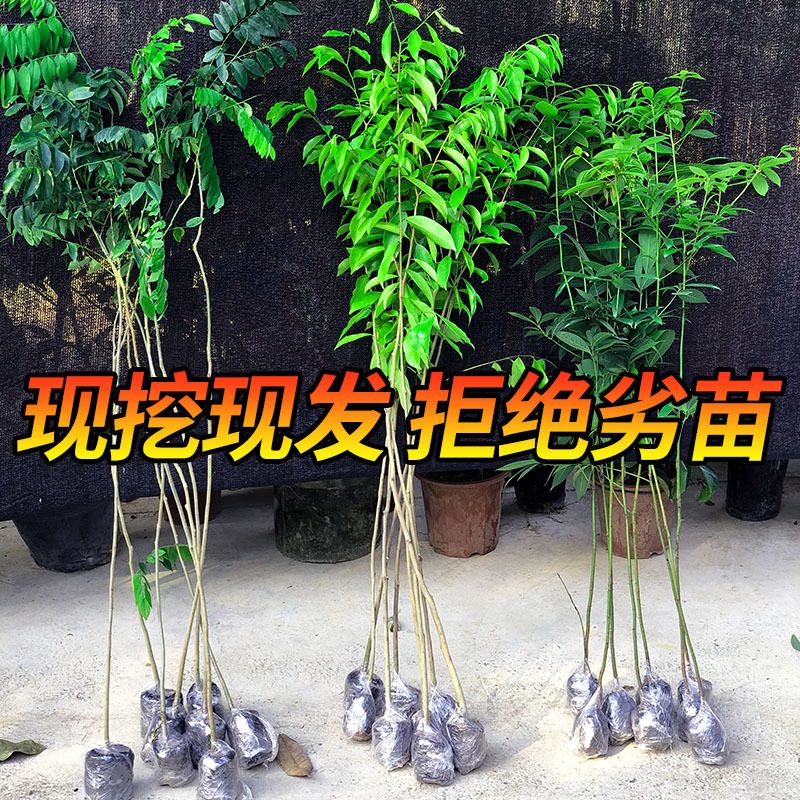 名贵苗木金丝楠木树苗正宗海南沉香苗黄花梨小叶紫檀沉香苗